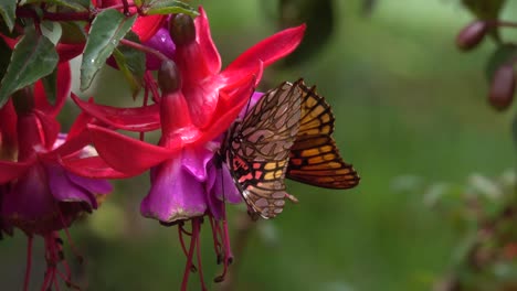 A-Fritillary-Butterfly-on-a-bleeding-heart-flower-blossom-in-the-jungle-of-Costa-Rica