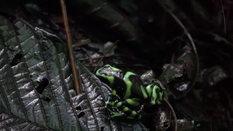 Ein-Grün-schwarzer-Pfeilgiftfrosch-Spaziert-In-Der-Vegetation-Im-Dschungel-Von-Costa-Rica