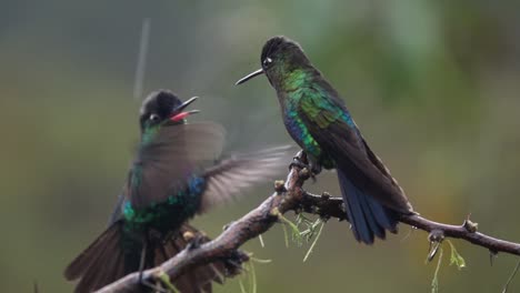 Schöne-Zeitlupe-Nahaufnahme-Von-Prächtigen-Kolibris-In-Einem-Regensturm