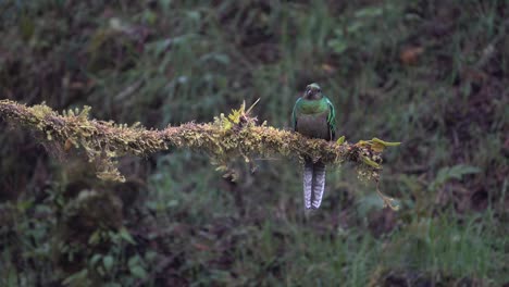 Un-Quetzal-Macho-Vuela-Desde-Su-Nido-En-La-Selva-Tropical-De-Costa-Rica