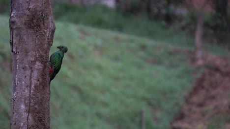 Un-Quetzal-Macho-En-Su-Nido-En-La-Selva-Tropical-De-Costa-Rica-1