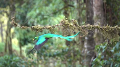 Ein-Männlicher-Quetzal-Fliegt-In-Zeitlupe-Aus-Seinem-Nest-Im-Dschungelregenwald-Von-Costa-Rica-2