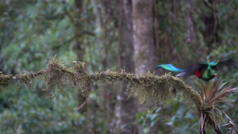 Ein-Männlicher-Quetzal-Fliegt-In-Zeitlupe-Von-Einem-Ast-Im-Dschungelregenwald-Von-Costa-Rica