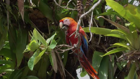 Ein-Scharlachroter-Ara-Frisst-Früchte-Von-Dschungelbäumen-Im-Regenwald-Von-Costa-Rica