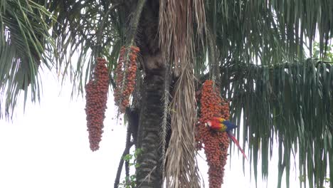Una-Guacamaya-Roja-Se-Alimenta-De-Frutos-De-Palma-En-La-Selva-De-Costa-Rica