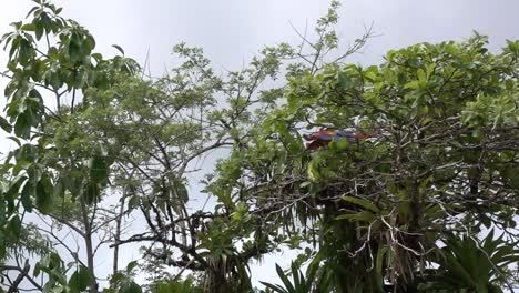 Ein-Scharlachroter-Ara-Fliegt-In-Zeitlupe-Im-Regenwald-Von-Costa-Rica