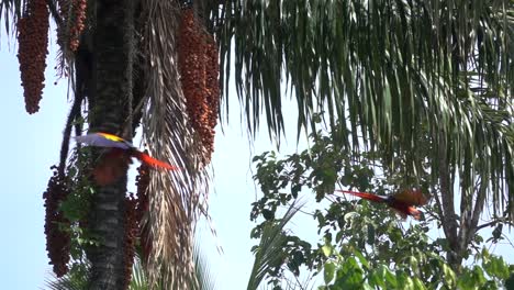 Zwei-Scharlachrote-Aras-Fliegen-In-Zeitlupe-Im-Regenwald-Von-Costa-Rica