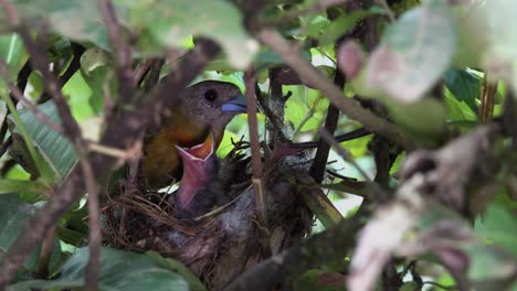 Ein-Scharlachrotes-Tanagerweibchen-Füttert-Küken-In-Seinem-Nächsten-Im-Dschungel-Von-Costa-Rica