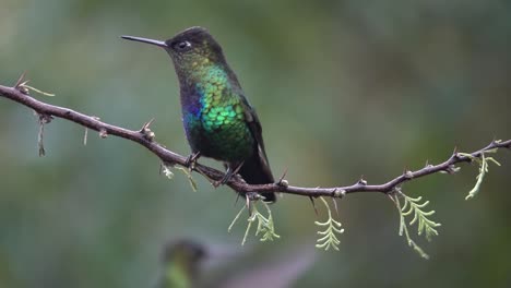 Schöne-Zeitlupe-Nahaufnahme-Von-Violetten-Kolibris-In-Einem-Regensturm-In-Costa-Rica