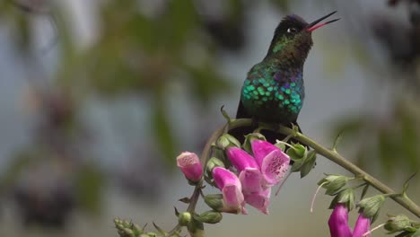 Schöne-Zeitlupe-Nahaufnahme-Von-Violetten-Kolibris-In-Einem-Regensturm-In-Costa-Rica-1