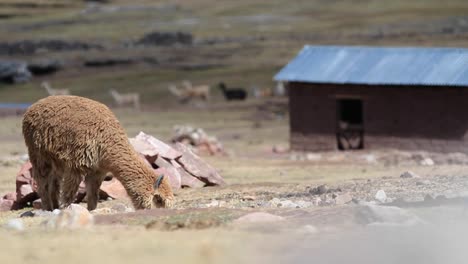 Alpaca-grazing-with-herd-in-background