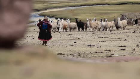 Manada-De-Alpacas-Y-Aldeano-Tradicional