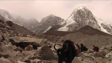 Yaks-trekkers-and-porters-crossing-rough-trail