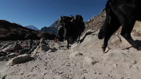 Gliding-past-yaks-coming-down-the-trail