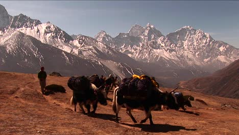 Plano-General-De-Yaks-Cruzando-La-Meseta-Debajo-Del-Monte-Everest