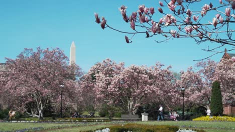 Los-Cerezos-Florecen-Y-Florecen-En-Washington-DC-En-Primavera-Con-El-Fondo-Del-Monumento-De-Washington