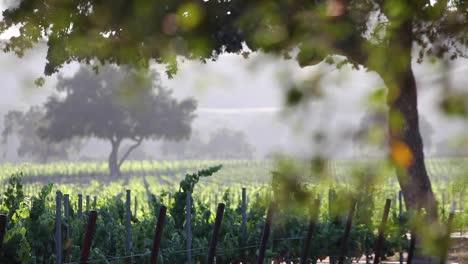 Romantic-late-afternoon-light-in-a-beautiful-vineyard-in-the-Santa-Ynez-Valley-AVA-of-California