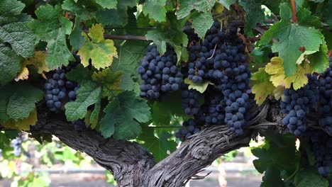 Medium-shot-of-luscious-purple-cabernet-sauvigon-grape-clusters-during-autumn-harvest