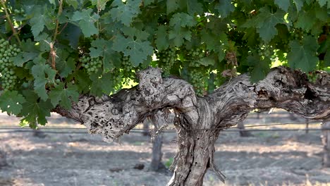 The-weathered-trunk-of-a-mature-grape-vine-in-the-Santa-Ynez-Valley-AVA-of-California-2