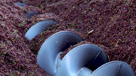 Close-up-of-a-spinning-auger-processing-red-wine-grapes-during-harvest-season