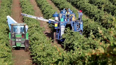 Lange-Aufnahme-Der-Maschinenernte-Während-Der-Ernte-In-Einem-Santa-Ynez-Tal-Ava-Weinberg-Von-Kalifornien-3