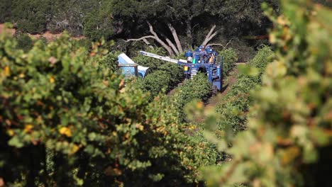 Machine-picking-tractors-during-harvest-in-a-Santa-Ynez-Valley-AVA-vineyard-of-California