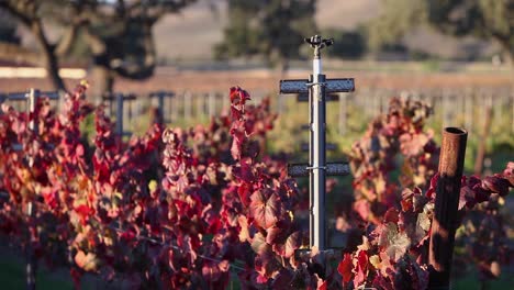 Selective-focus-shot-of-colorful-red-leaves-in-a-California-vineyard