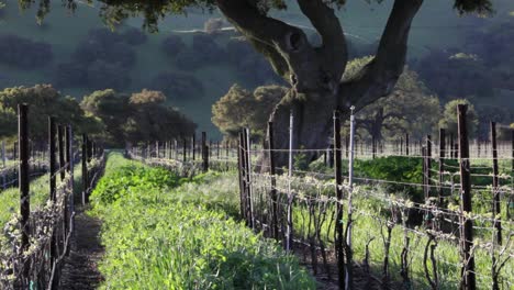 A-green-cover-crop-grows-between-rows-in-a-California-vineyard