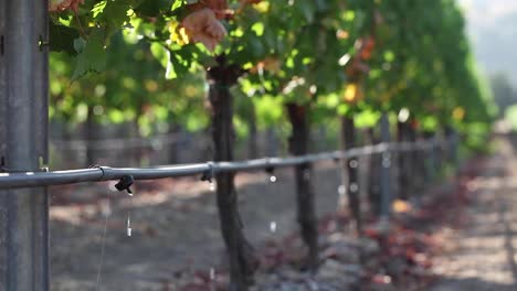 Medium-shot-of-a-vineyard-drip-irrigation-system-highlights-agricultural-water-usage-issues-1
