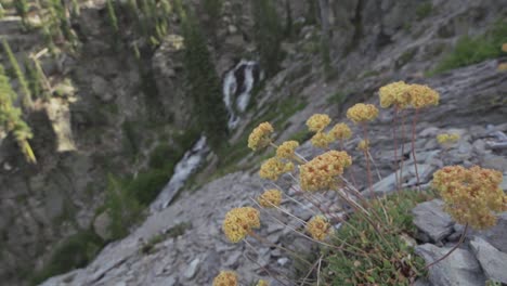 Szenen-Von-Seen,-Feldern-Und-Blumen-Rund-Um-Den-Mt-Lassen-Wildnis-In-Shasta-County-Kalifornien
