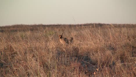 Rohmaterial-Des-Präriehuhns-In-Der-Wildnis-Von-Texas