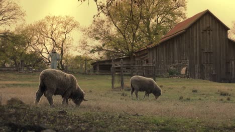 Sheep-Graze-Near-A-Barn-In-A-Rural-Area