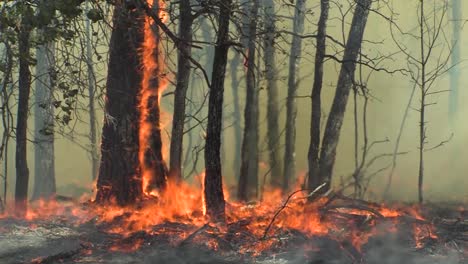 Un-Fuego-Salvaje-Azotado-Por-El-Viento-Sopla-A-Través-De-Un-Campo-Y-En-Un-Bosque-1