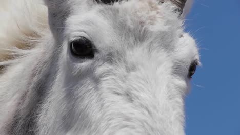 White-Montaña-Goats-Lounge-In-Glacier-National-Park-Montana