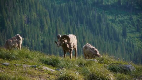 Mountain-Goats-Lie-In-A-Rocky-Mountainous-Area-In-Glacier-National-Park-Montana