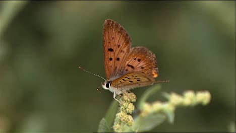 Nahaufnahmen-Zeigen-Schmetterlinge,-Libellen-Und-Eine-Heuschrecke-In-Der-Natur