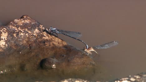 Libellen-Paaren-Sich-Auf-Dem-Wasser
