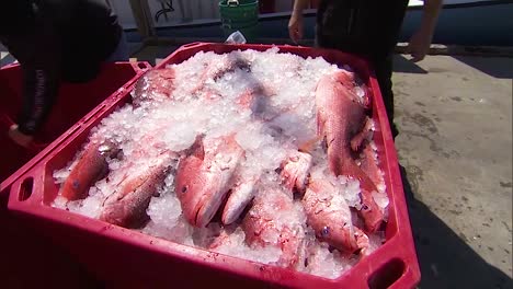 Los-Pescadores-Comerciales-Transportan-Una-Captura-De-Pargo-Rojo-Del-Norte-En-Un-Barco-De-Pesca-1