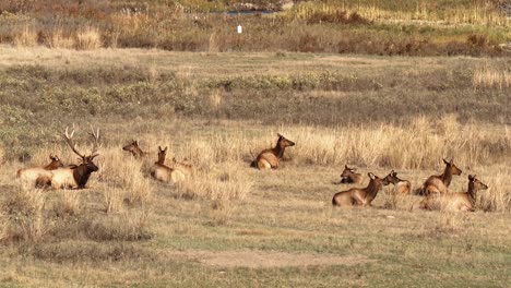 An-Elk-Wanders-From-Cluster-To-Cluster-As-His-Herd-Grazes