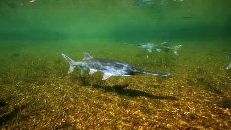 A-School-Of-Paddlefish-Is-Seen-Swimming-In-Shallow-Waters-One-Fish-Is-Caught-Briefly-By-Human-Hands