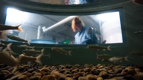 A-Camera-Inside-A-Minnow-Tank-At-The-Bozeman-Fish-Tecnología-Center-Shows-A-Usfws-Scientist-Observing-Them-As-They-Swim