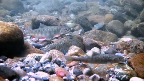Forellen-Bekämpfen-Eine-Starke-Strömung-In-Alaska-Current