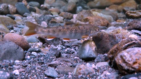 Verschiedene-Fischarten-Kämpfen-In-Alaska-Current-Gegen-Eine-Starke-Strömung-Stromaufwärts