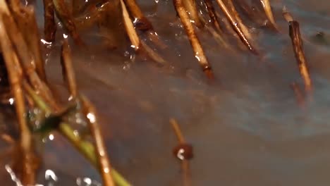 Oil-Sheen-On-Reeds-And-Tar-Balls-On-The-Beach-At-The-South-Pass-Of-The-Mississippi-River-As-A-Result-Of-The-Deepwater-Horizon-Bp/Gulf-Oil-Spill