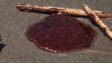 Una-Botella-De-Agua-De-Plástico,-Bolas-De-Alquitrán-Y-Brillo-De-Aceite-En-Las-Aguas-Poco-Profundas-Del-Paso-Sur-Del-Río-Mississippi-Después-Del-Derrame-De-Petróleo-Del-Horizonte-De-Aguas-Profundas-Bp-/-Golfo-De-México