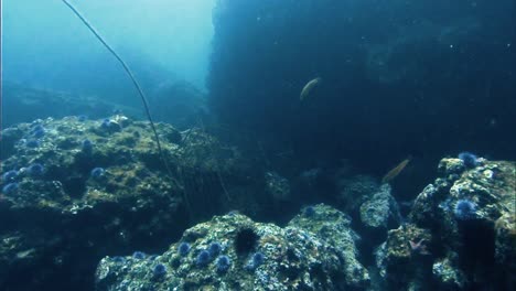 2019-Verfallene-Verrostete-Hummerfallen-Unter-Wasser-An-Korallenriffen