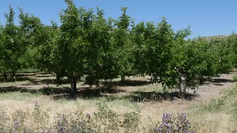 Spanien-Meseta-Obstgarten