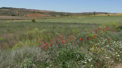 Spanien-Meseta-Mohn-Und-Gänseblümchen-Von-Weizen