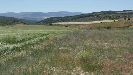 España-Meseta-Amapolas-Y-Borde-Del-Campo-De-Trigo