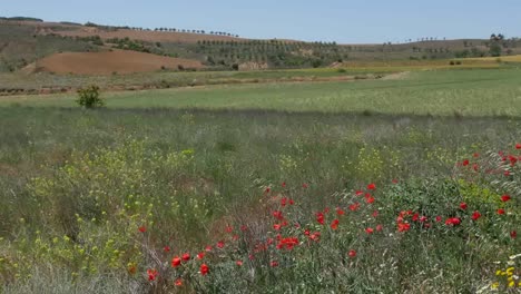 Spain-Meseta-Poppies,-Wheat,-And-Fields